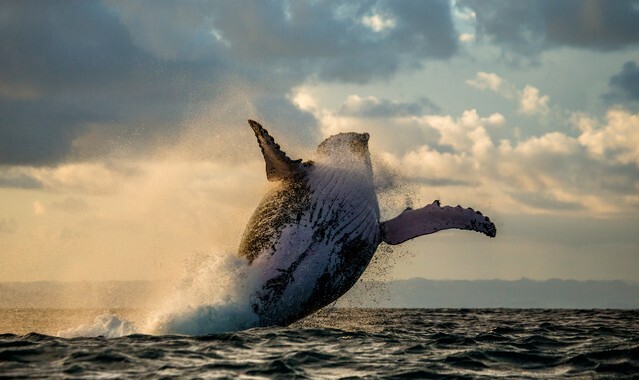 Humpback whale jump at sunset against a beautiful sky